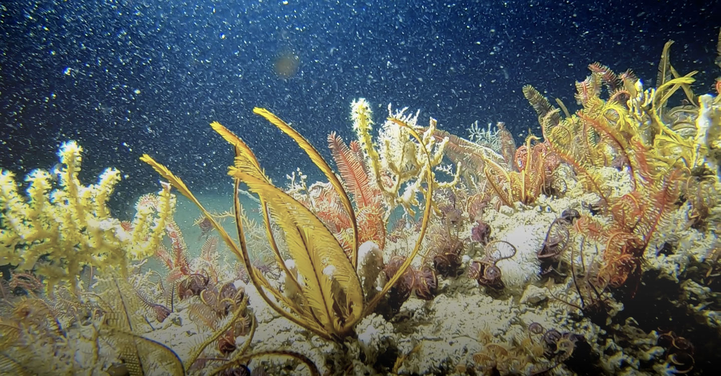 Récif coralien